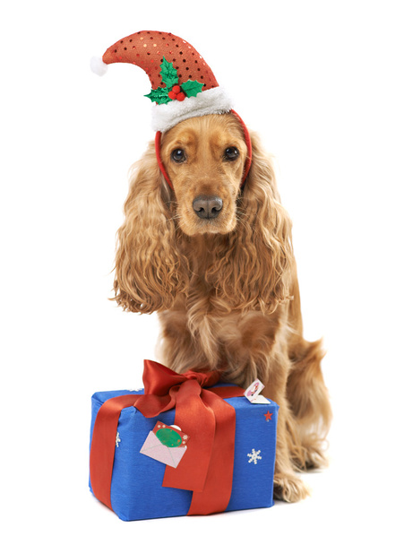  dog in santa hat gives gift - Φωτογραφία, εικόνα