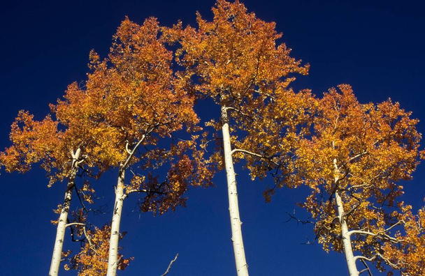 Fall coloured aspen trees, Rocky Mountains, Utah, USA, North America - Foto, Imagen