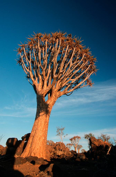 Quiver Tree, Keetmannshoop, Namibia (Aloe dichotoma) - Foto, afbeelding