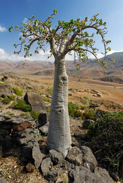 Cucumber Tree, Socotra island, UNESCO World Heritage Site, Yemen, Asia - Foto, afbeelding