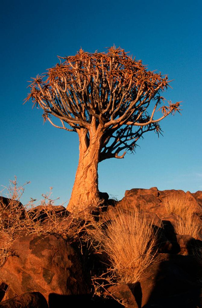Quiver Tree (Aloe dichotoma) in evening light, Keetmanshoop, Namibia, Africa - Foto, afbeelding