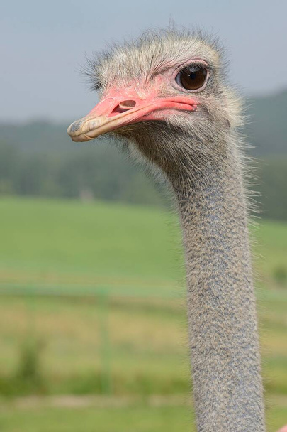Ostrich (Struthio camelus), πορτραίτο, αγρόκτημα στρουθοκαμήλων, αιχμάλωτος, Wermelskirchen, Βόρεια Ρηνανία-Βεστφαλία, Γερμανία, Ευρώπη - Φωτογραφία, εικόνα