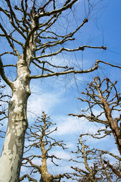Plane or Sycamore Trees (Platanus acerifolia) - Foto, immagini