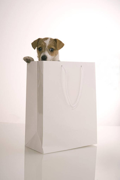 Jack Russell Terrier looking out of a shopping bag - Valokuva, kuva