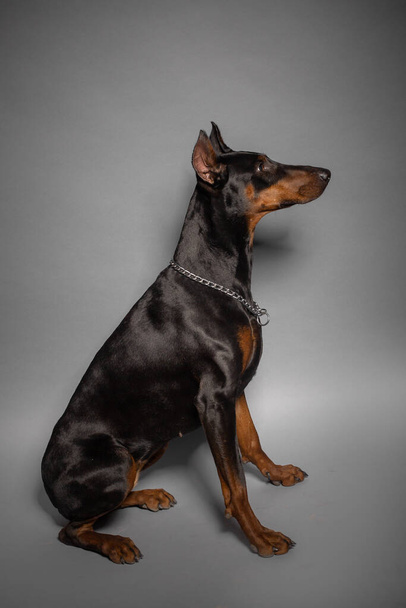 Black doberman dog portrait studio black background - Foto, imagen