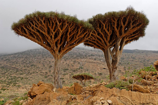 Dragons Blood Tree on Socotra island, UNESCO-World Heritage Site, Yemen, Asia  - Фото, изображение