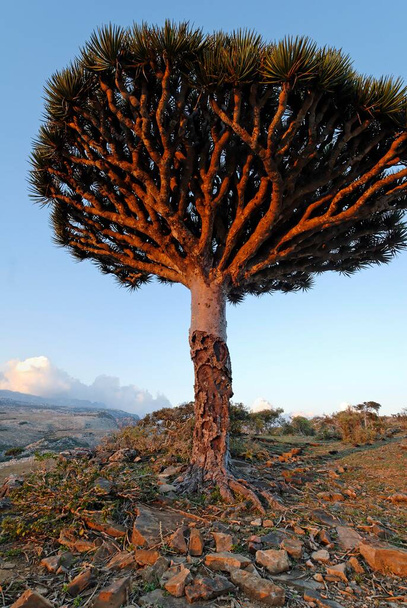 Draken Bloedboom op Socotra eiland, UNESCO World Heritage Site, Jemen, Azië  - Foto, afbeelding