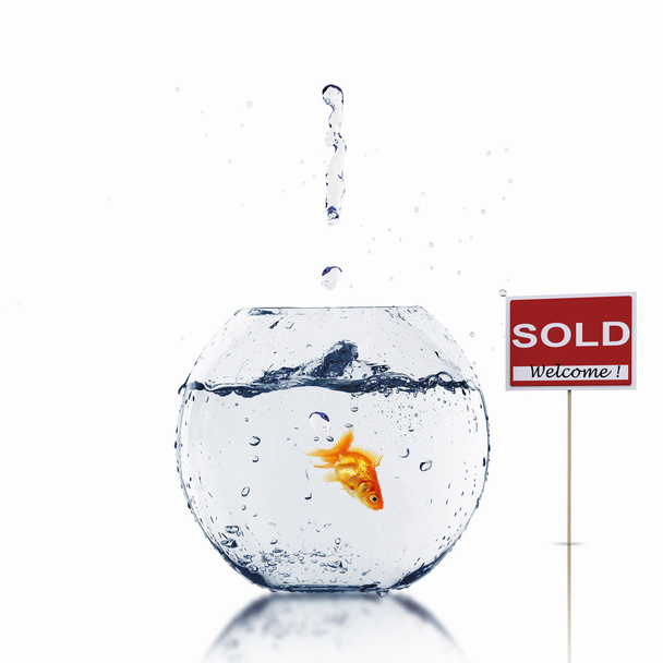 Gold fish in a fishbowl - Photo, Image