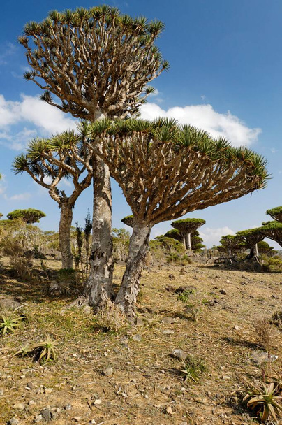 Canary Islands Dragon Tree (Dracaena draco) on Socotra island, UNESCO World Heritage Site,  Yemen, Asia - Foto, afbeelding