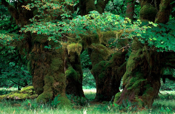 Big Leave Maple, Olympic national park, Washington, USA / (Acer macrophyllum) - Фото, зображення