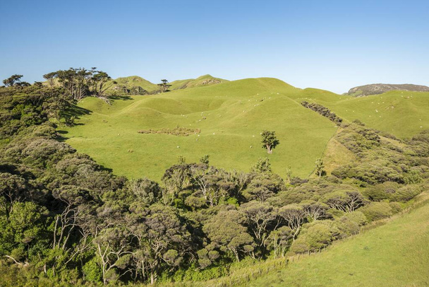 Rolling hills, sheep pastures, near Farewell Spit, Golden Bay, Southland, New Zealand, Oceania - Foto, imagen
