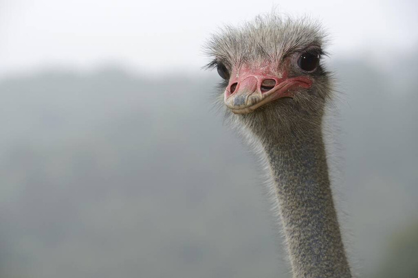 Ostrich (Struthio camelus), portrait, ostrich farm, captive, Wermelskirchen, North Rhine-Westphalia, Germany, Europe - Foto, Imagem