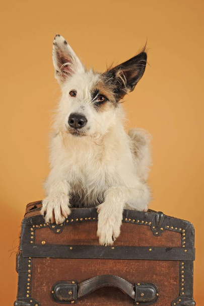 Podenco mongrel, brown-white spotted, female on suitcase, animal portrait - Fotoğraf, Görsel