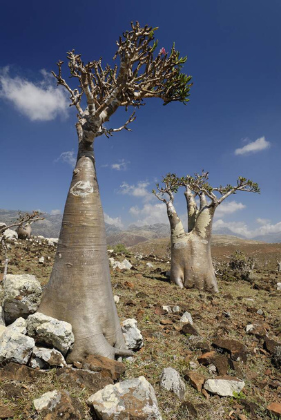 Socotra Desert Rose or Bottle Tree, adenium obesum sokotranum, Socotra island, UNESCO World Heritage Site, Yemen, Asia - Фото, изображение