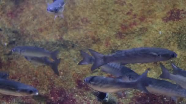 onderwater 4k shoot Zee ecosysteem koraalriffen grote school vis op een blauwe achtergrond zeebodem met zand rotsen en veel vis op de achtergrond - Video