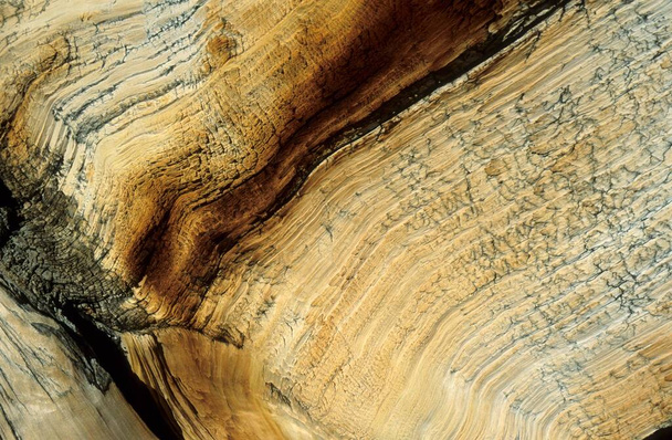 Weathered wood of a bristlecone pine, Glacier Valley, Great Basin National Park, Nevada, USA, North America - 写真・画像
