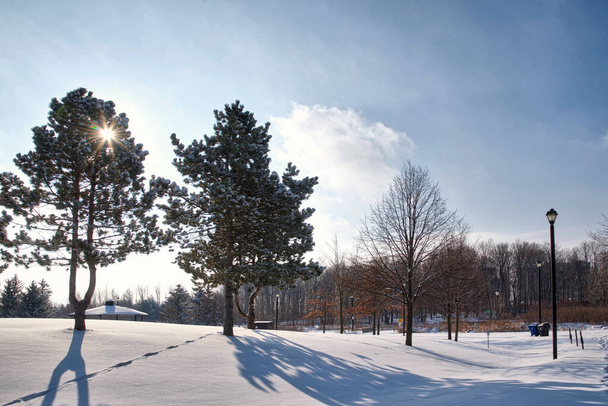 Poranne światło słoneczne świeci przez drzewa z rozbłyskiem soczewki w zimie - Zdjęcie, obraz