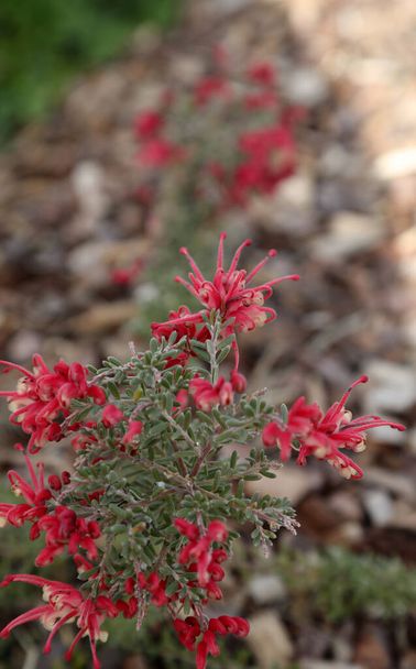 Flores nativas australianas bonitas, delicadas, rosa e brancas de Grevillea em um cenário de jardim - Foto, Imagem