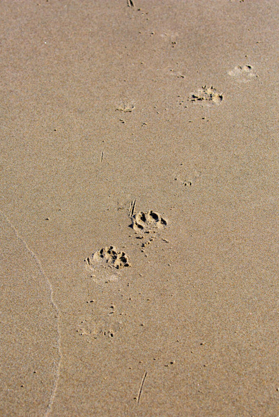 Dog footprints in the sand of an Oregon beach, vertical - Photo, image