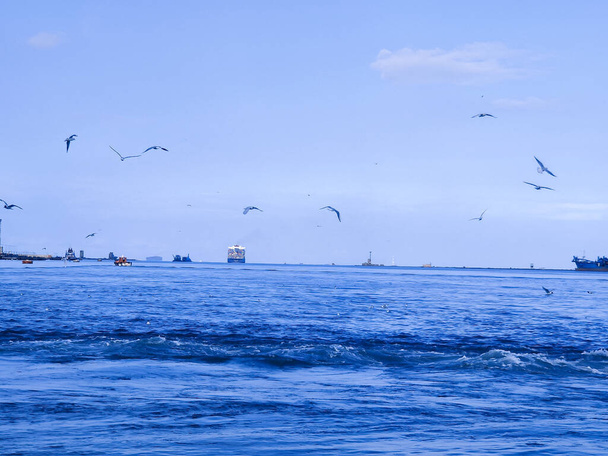 Möwen fliegen und fischen am Meer vor dem Hintergrund des Ozeans und des blauen Himmels - Foto, Bild