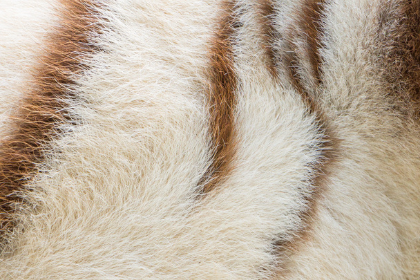 Białe bengal Tiger wzór - Zdjęcie, obraz