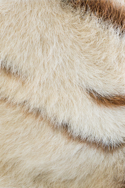 白いベンガル虎パターン - 写真・画像