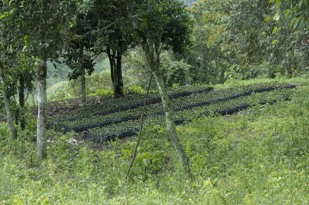 Yeşil zeminli Kolombiya kahve tarlası. - Fotoğraf, Görsel