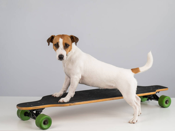Dog jack russell terrier posing on a longboard in front of a white background - Foto, immagini
