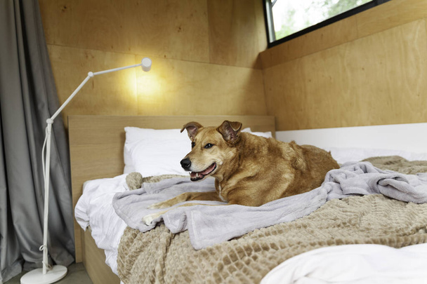 Happy ginger mixed breed dog in luxurious bright colors scandinavian style bedroom with king-size bed. Pets friendly hotel or home room. - Φωτογραφία, εικόνα