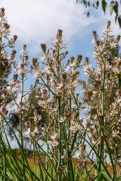 Asphodelus albus, communément appelé asphodel à fleurs blanches, est une plante herbacée vivace. Photo de haute qualité - Photo, image