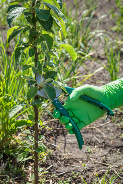 Farmer looks after the garden. Pruning of fruit trees. Woman in gloves with a pruner shears tips of the apple tree. Garden tools. - Foto, immagini