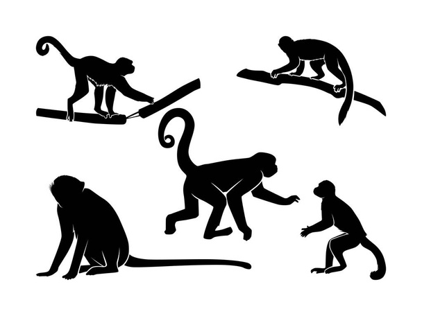Набор вектора силуэта обезьян изолирован - Иллюстрация силуэта животных - Вектор,изображение