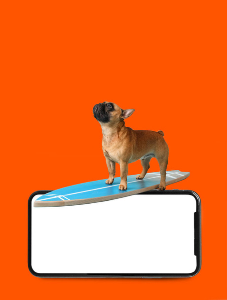 Cute French bulldog with surfboard and big mobile phone with blank screen on orange background - 写真・画像