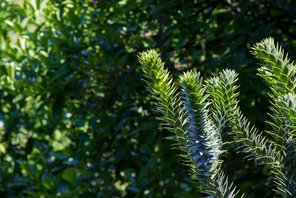 Araucaria araucana, pino siempreverde en el jardín botánico de Batumi - Foto, imagen