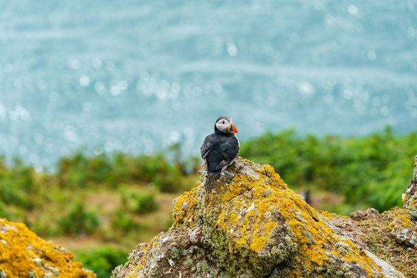Atlantic puffin (Fratercula arctica) on Skomer Island, Wales - Fotó, kép
