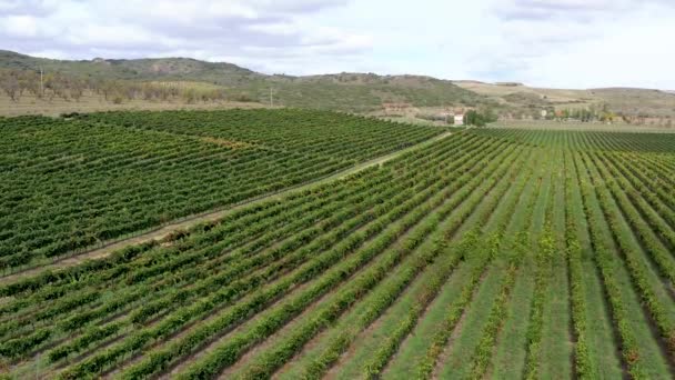 Feld mit Weinreben Campo de Borja. Es ist ein Wein aus Spanien mit geschützter Ursprungsbezeichnung - Filmmaterial, Video
