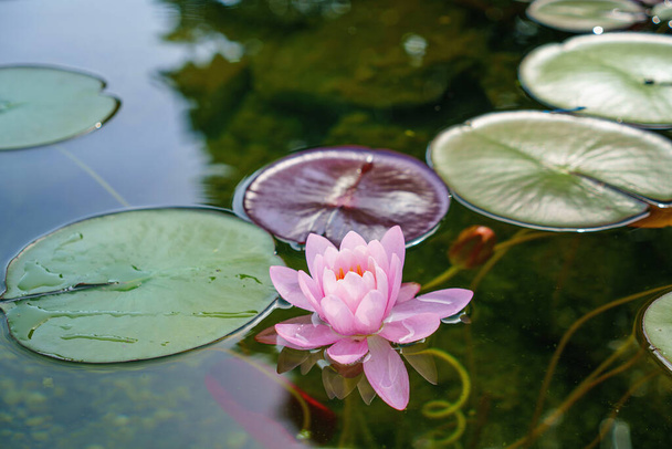 Rosafarbene Lotusblüten oder Seerosenblüten auf dem Teich. - Foto, Bild