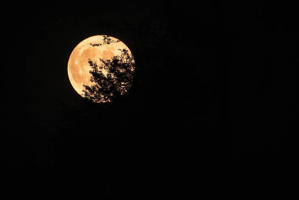 Volle maan met silhouet d takken in vooravond uit Noord-Italië van 13 juli 2022 - Foto, afbeelding