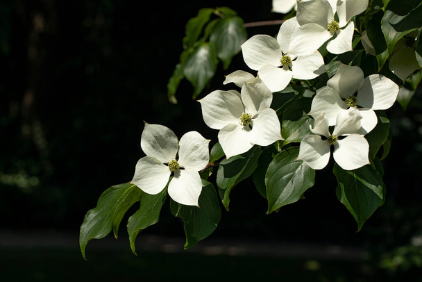 Blooming Cornus kousa tree in a garden - Foto, imagen