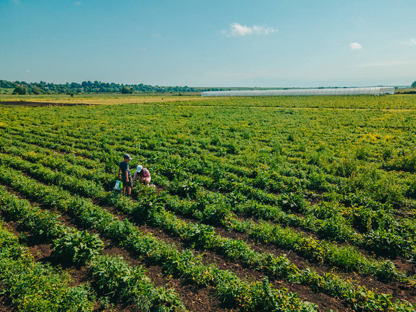 overhead uitzicht moeder met zoon op aardbeienboerderij verzamelen vitaminen - Foto, afbeelding
