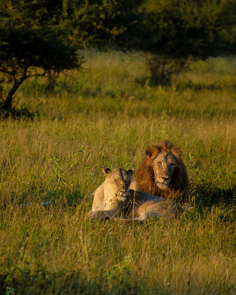 Лев и женщина спариваются на закате в Южно-Африканском заповеднике Thanda Game Kwazulu Natal. куст саванны с самцом и самкой Льва в паре.  - Фото, изображение