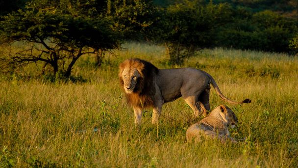 Leijona uros ja naaras pariksi auringonlaskun aikana Etelä-Afrikassa Thanda luonnonsuojelualue Kwazulu Natal. Savannah Bush leijona uros ja naaras pariksi.  - Valokuva, kuva