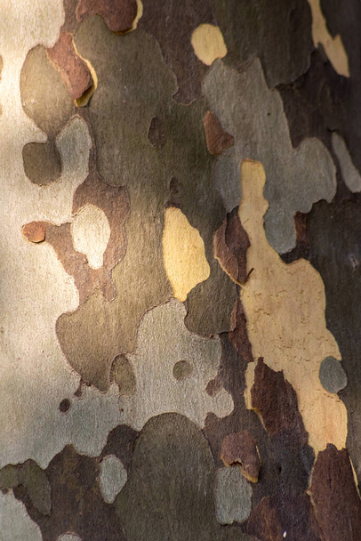 zbliżenie na drzewa Kora tekstura tło - Zdjęcie, obraz