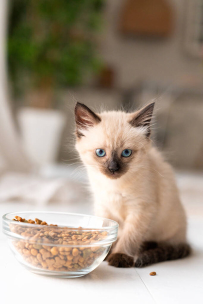A small kitten near a plate with dry food does not want to eat. The cat got sick. High quality photo - Zdjęcie, obraz