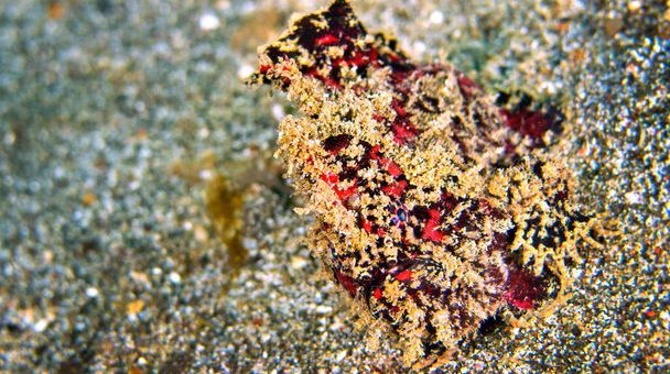 Frogfish, Anglerfish sardento, Antennarius coccineus, Coral Reef, Lembeh, North Sulawesi, Indonésia, Ásia - Foto, Imagem