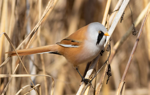 Bearded reedling, Panurus biarmicus. A male bird looking for food in a thicket of reeds - Photo, Image