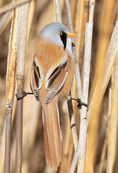 Bearded reedling, Panurus biarmicus. A moustached male sitting on a reed stalk - Foto, Imagem