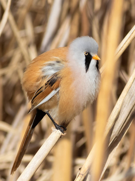Bearded reedling, Panurus biarmicus. The bird fluffed out its feathers - Photo, Image