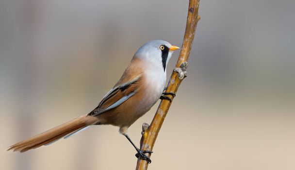 Bearded reedling, Panurus biarmicus. The male sits on a tree branch - Foto, afbeelding