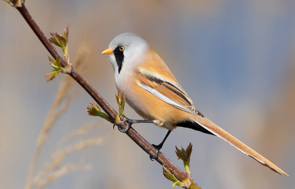 Bearded reedling, Panurus biarmicus. The male sits on a tree branch among the young leaves - Zdjęcie, obraz
